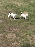 Wire hair chihuahua , a female Chihuahua for sale in Centuria, WI – Photo 8 of 10
