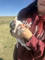 Wire hair chihuahua , a female Chihuahua for sale in Centuria, WI – Photo 3 of 10
