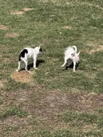 Wire hair chihuahua , a female Chihuahua for sale in Centuria, WI – Photo 9 of 10