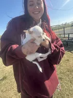 Wire hair chihuahua , a female Chihuahua for sale in Centuria, WI – Photo 2 of 10