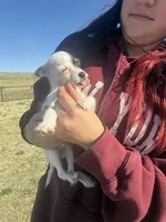 Wire hair chihuahua , a female Chihuahua for sale in Centuria, WI – Photo 4 of 10
