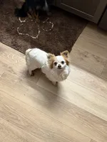 Mamacita , a female Chihuahua for sale in Centuria, WI – Photo 4 of 5