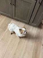 Mamacita , a female Chihuahua for sale in Centuria, WI – Photo 5 of 5