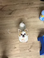 Mamacita , a female Chihuahua for sale in Centuria, WI – Photo 2 of 5