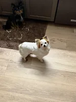 Mamacita , a female Chihuahua for sale in Centuria, WI – Photo 3 of 5