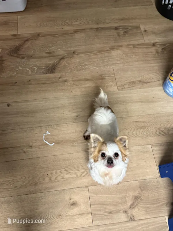 Mamacita  – Chihuahua puppy for sale in Centuria, WI