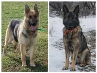 Angel, a male German Shepherd Dog for sale in Centuria, WI – 2 of 2