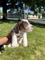 Basil, a male Yorkshire Terrier and Miniature Dachshund for sale in Centuria, WI – 2 of 10