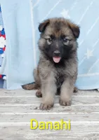 Danahi, a male German Shepherd Dog for sale in Centuria, WI – 1 of 1