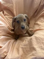 Red boy 2, a male Miniature Dachshund for sale in Centuria, WI – Photo 2 of 3