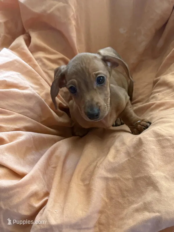 Red boy 2 – Miniature Dachshund puppy for sale in Centuria, WI