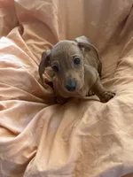 Red boy 2, a male Miniature Dachshund for sale in Centuria, WI – Photo 1 of 3