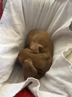 Red boy 2, a male Miniature Dachshund for sale in Centuria, WI – Photo 3 of 3