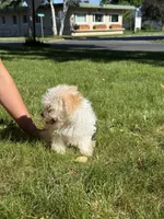 Syrup, a female Maltipoo for sale in Centuria, WI – 9 of 9