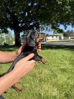 Gunner, a male Miniature Dachshund for sale in Centuria, WI – 4 of 5