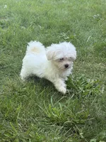 Gale, a female Maltese for sale in Centuria, WI – 4 of 5