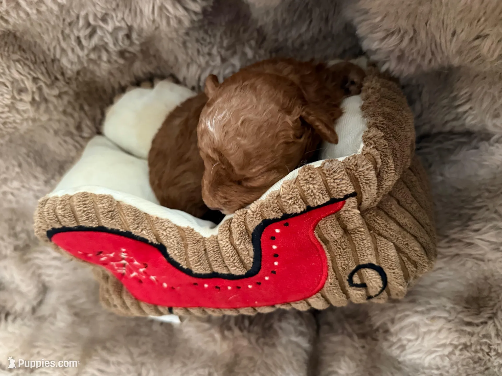 Lil Red, a male Poodle - Toy  for sale in Centuria, WI – Photo 5 of 10