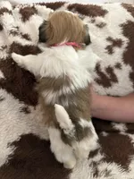 Pink boy, a male Shih Tzu for sale in Centuria, WI – Photo 4 of 4