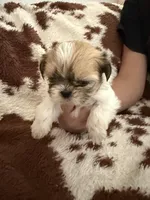 Pink boy, a male Shih Tzu for sale in Centuria, WI – Photo 3 of 4