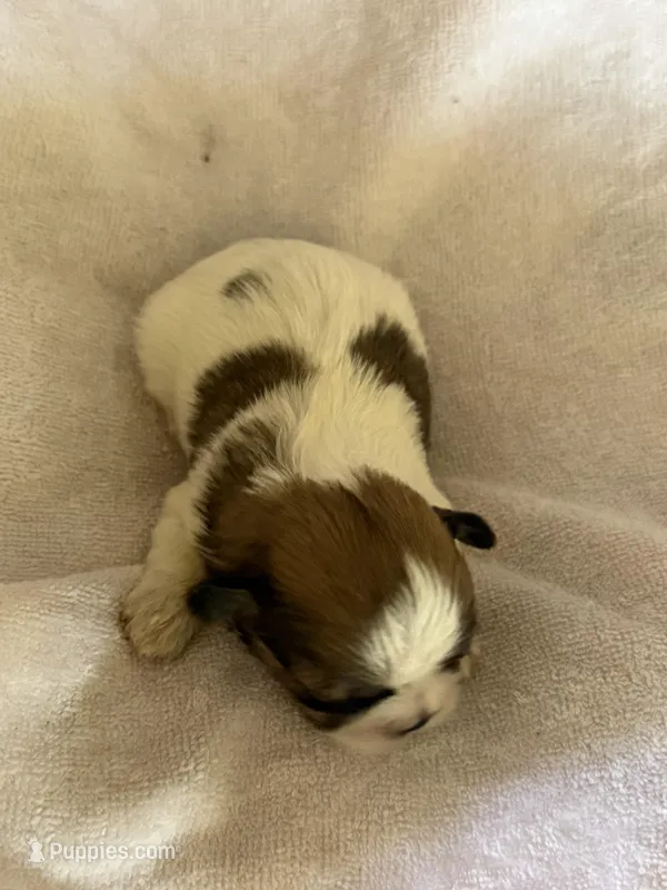 Crawler – Shih Tzu puppy for sale in Centuria, WI
