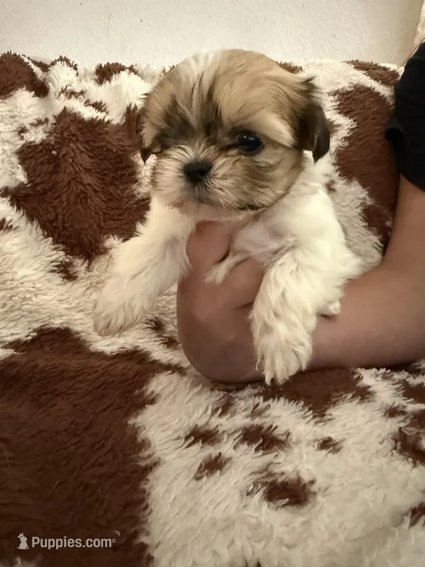 Pink boy – Shih Tzu puppy for sale in Centuria, WI