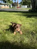 Betty, a female Yorkshire Terrier for sale in Centuria, WI – 3 of 6