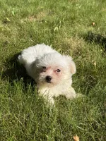 Gabbie, a female Maltese for sale in Centuria, WI – 4 of 6