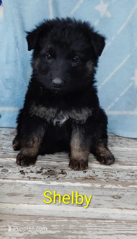 Shelby  – German Shepherd Dog puppy for sale in Centuria, WI