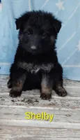 Shelby , a male German Shepherd Dog for sale in Centuria, WI – 1 of 1