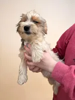 Parti Boi, a male Yorkshire Terrier for sale in Centuria, WI – Photo 1 of 2