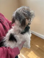 Parti Boi, a male Yorkshire Terrier for sale in Centuria, WI – Photo 2 of 2