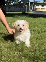 Syrup, a female Maltipoo for sale in Centuria, WI – 5 of 9