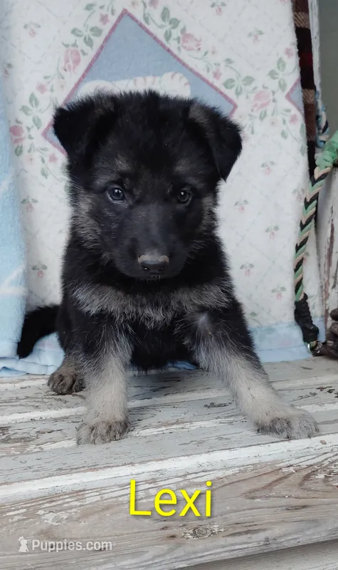 Lexi – German Shepherd Dog puppy for sale in Centuria, WI