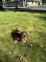 Betty, a female Yorkshire Terrier for sale in Centuria, WI – 6 of 6