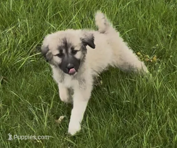 Female 2 – Anatolian Shepherd Dog, Great Pyrenees puppy for sale in Centuria, WI