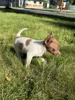 Courage, a female Dachshund and Pomeranian for sale in Centuria, WI – 8 of 9