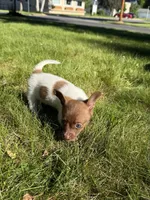 Courage, a female Dachshund and Pomeranian for sale in Centuria, WI – 9 of 9