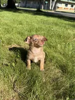 Nova, a female Dachshund and Pomeranian for sale in Centuria, WI – 3 of 5