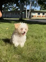 Syrup, a female Maltipoo for sale in Centuria, WI – 6 of 9