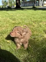 Rocky Bear, a male Dachshund and Pomeranian for sale in Centuria, WI – 4 of 8