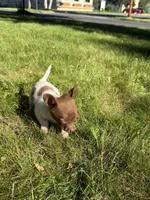 Courage, a female Dachshund and Pomeranian for sale in Centuria, WI – 6 of 9