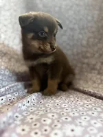 Kovu, a male Pomsky for sale in Centuria, WI – Photo 3 of 5