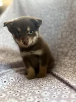 Kovu, a male Pomsky for sale in Centuria, WI – Photo 2 of 5