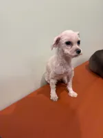 Pancake, a female Maltese for sale in Centuria, WI – 2 of 4
