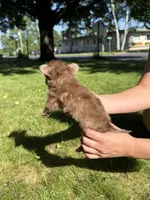 Rocky Bear, a male Dachshund and Pomeranian for sale in Centuria, WI – 2 of 8