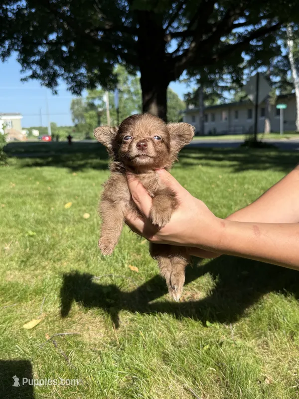 Rocky Bear – Dachshund, Pomeranian puppy for sale in Centuria, WI
