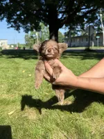 Rocky Bear, a male Dachshund and Pomeranian for sale in Centuria, WI – 1 of 8