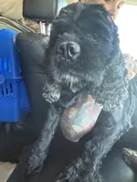 Dixie, a female Cocker Spaniel for sale in Centuria, WI – Photo 2 of 5