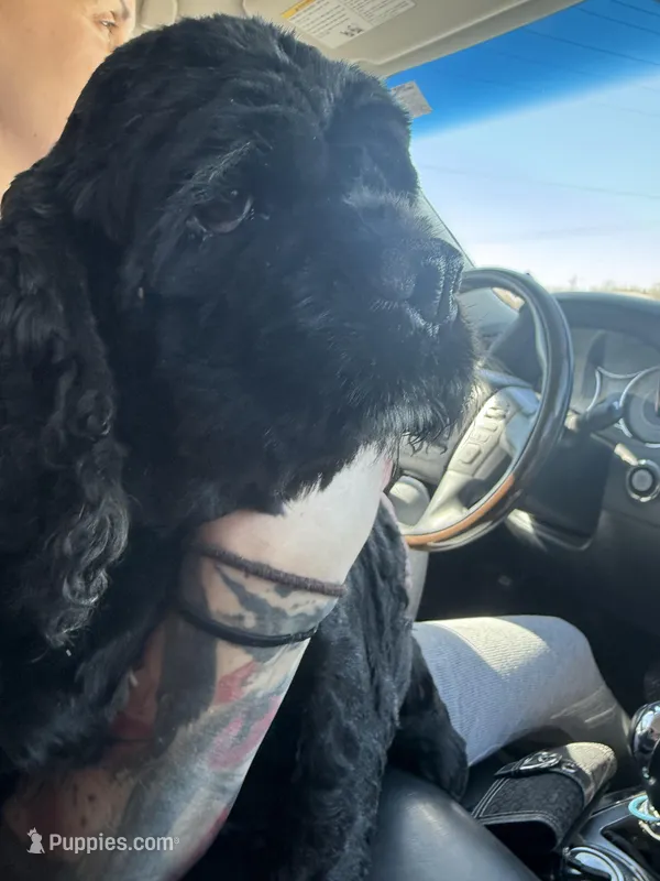 Dixie – Cocker Spaniel puppy for sale in Centuria, WI