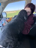 Dixie, a female Cocker Spaniel for sale in Centuria, WI – Photo 4 of 5